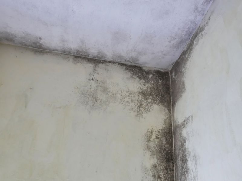Attic Mold Removal in Dallas, TX