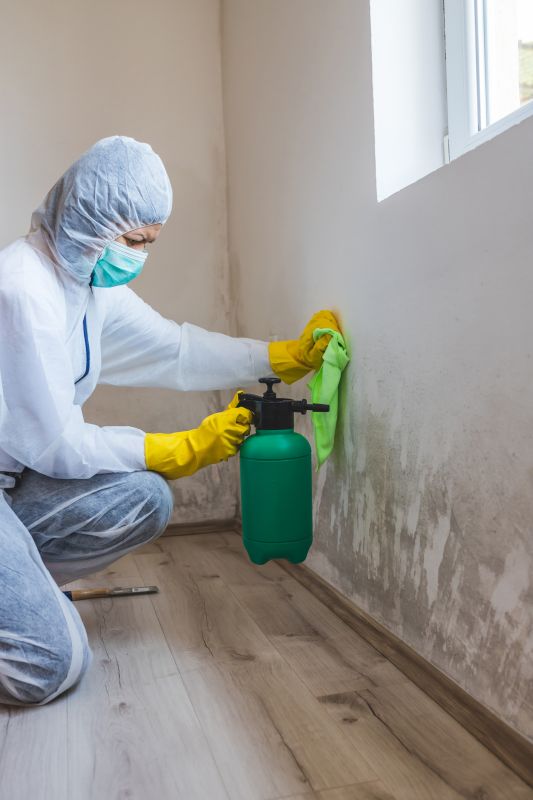 Basement Mold Removal in Boca Raton, FL