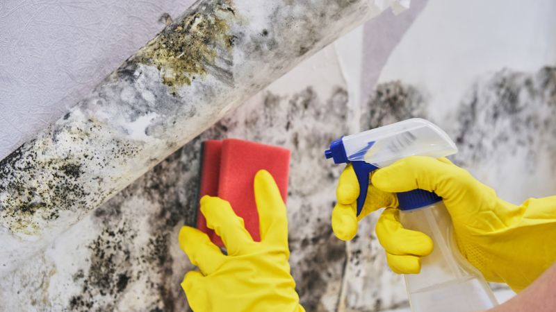 Basement Mold Removal in Broward County, FL