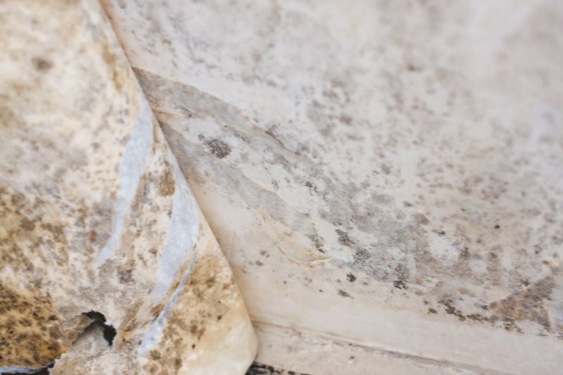 Mold Abatement Service in Dallas, TX