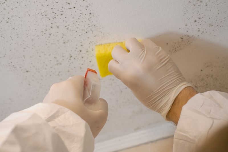 Mold Cleanup Service in Frisco, TX