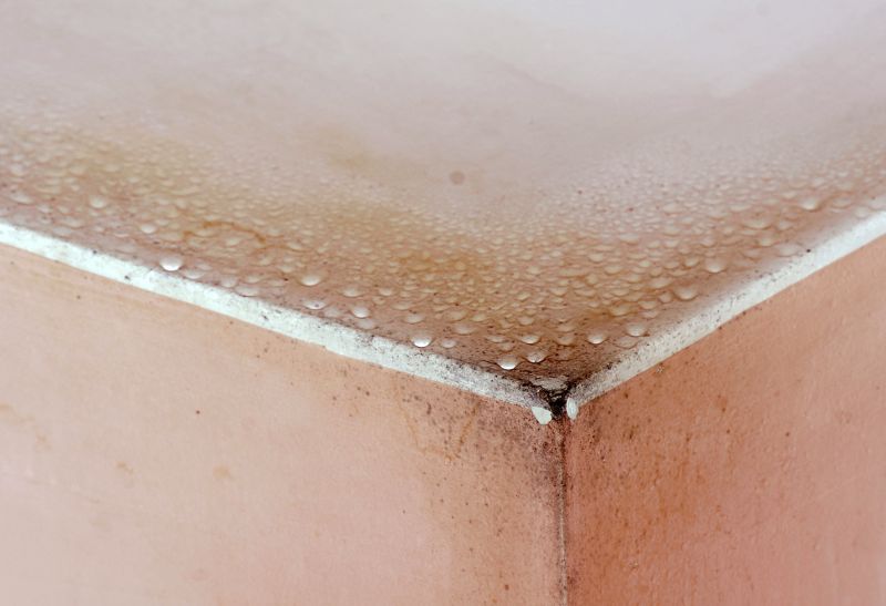 Mold Mitigation Service in Dallas, TX