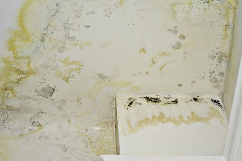 Mold Remediation Service in Fort Lauderdale, FL
