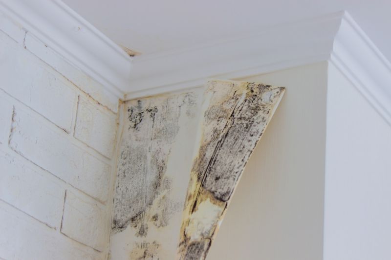 White Mold Mitigation in Jupiter, FL