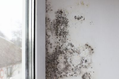 White Mold Mitigation in West Palm Beach, FL