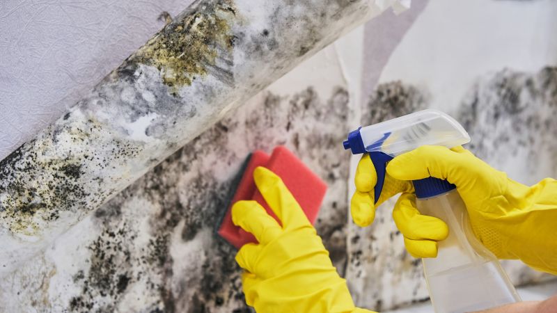 Attic Mold Remediation in Broward County, FL
